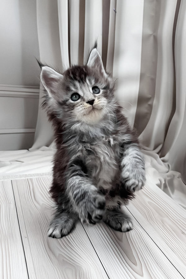 Hawk | Maine Coon Kitten