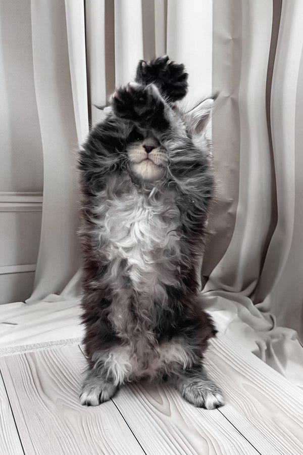 Hawk | Maine Coon Kitten