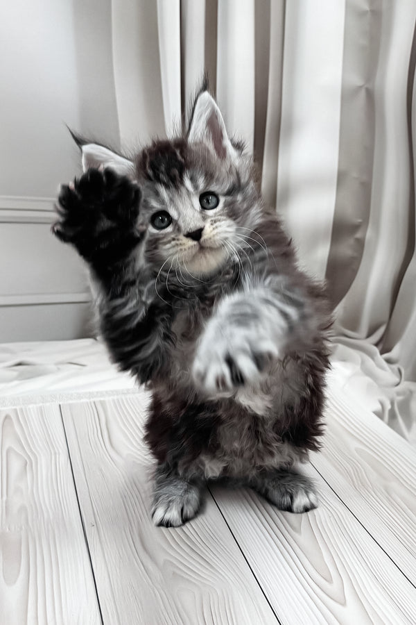 Hawk | Maine Coon Kitten