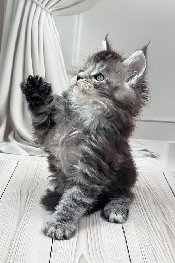 Hawk | Maine Coon Kitten