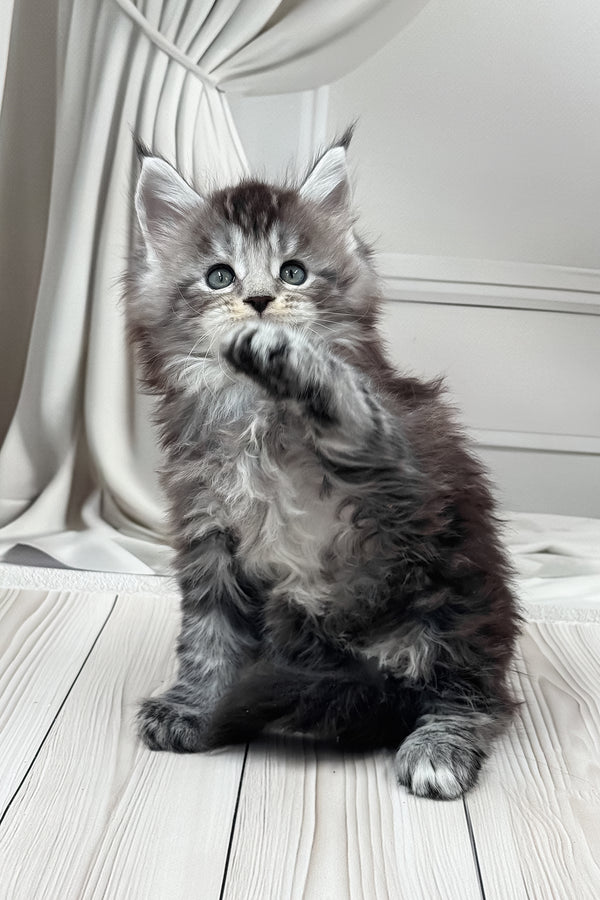 Hawk | Maine Coon Kitten