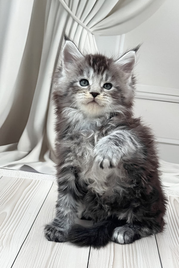 Hawk | Maine Coon Kitten