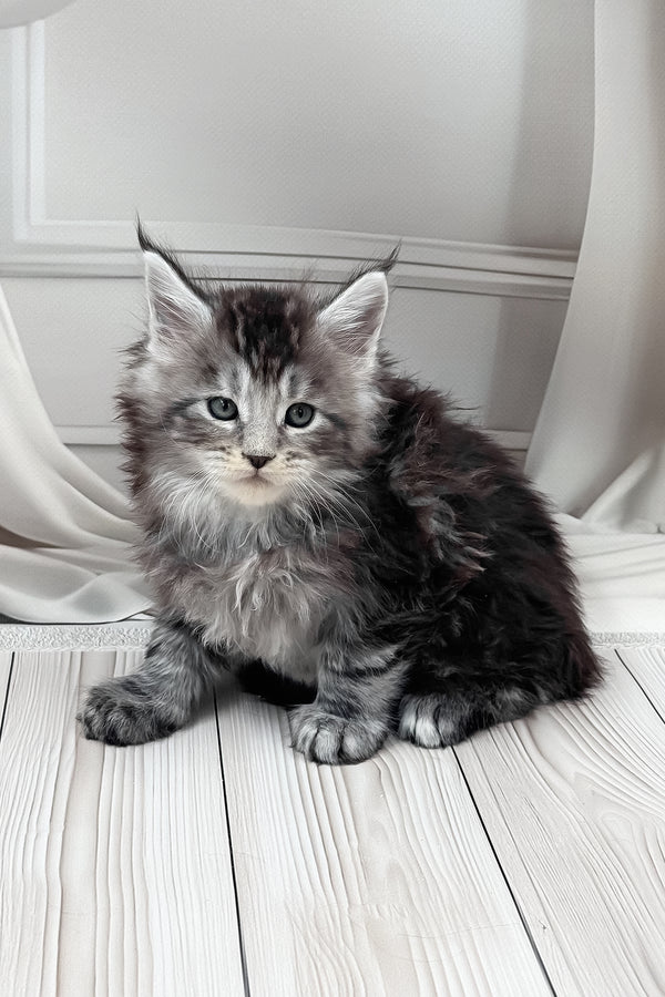 Hawk | Maine Coon Kitten