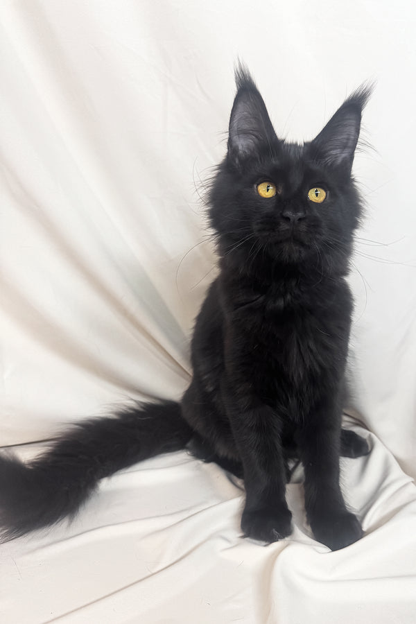 Harper | Maine Coon Kitten