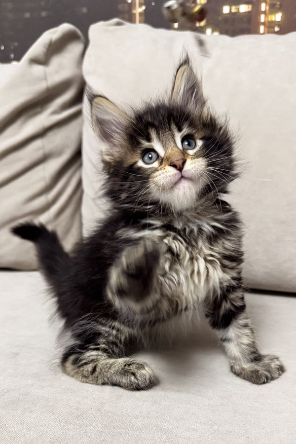 Hunter | Maine Coon Kitten