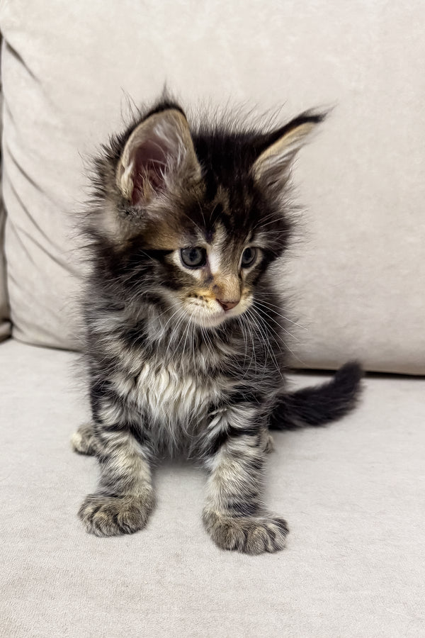 Hunter | Maine Coon Kitten