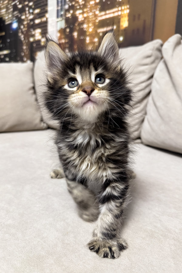 Hunter | Maine Coon Kitten