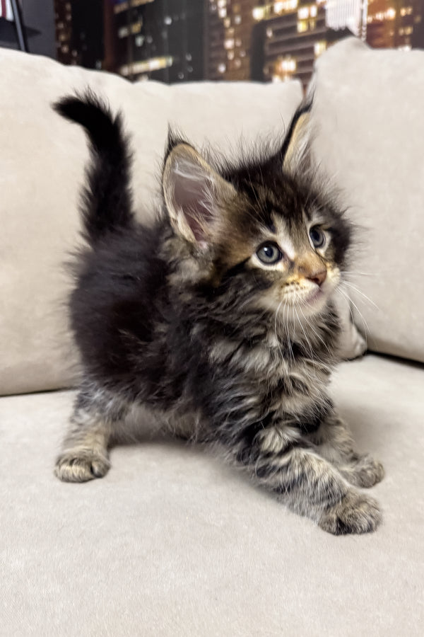 Hunter | Maine Coon Kitten