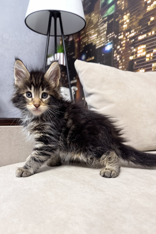 Hunter | Maine Coon Kitten