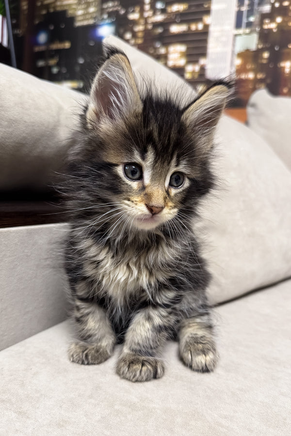 Hunter | Maine Coon Kitten