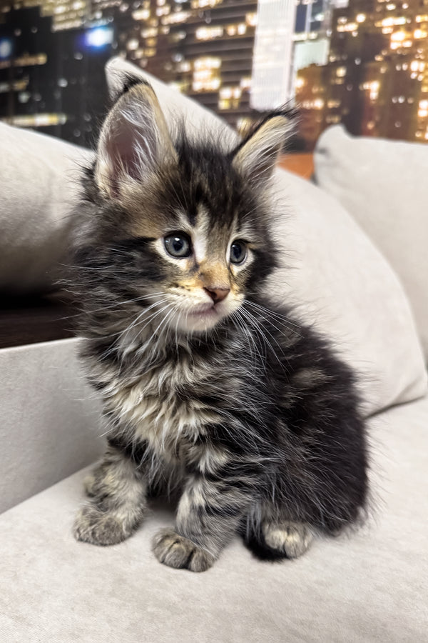Hunter | Maine Coon Kitten