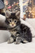 Hunter | Maine Coon Kitten