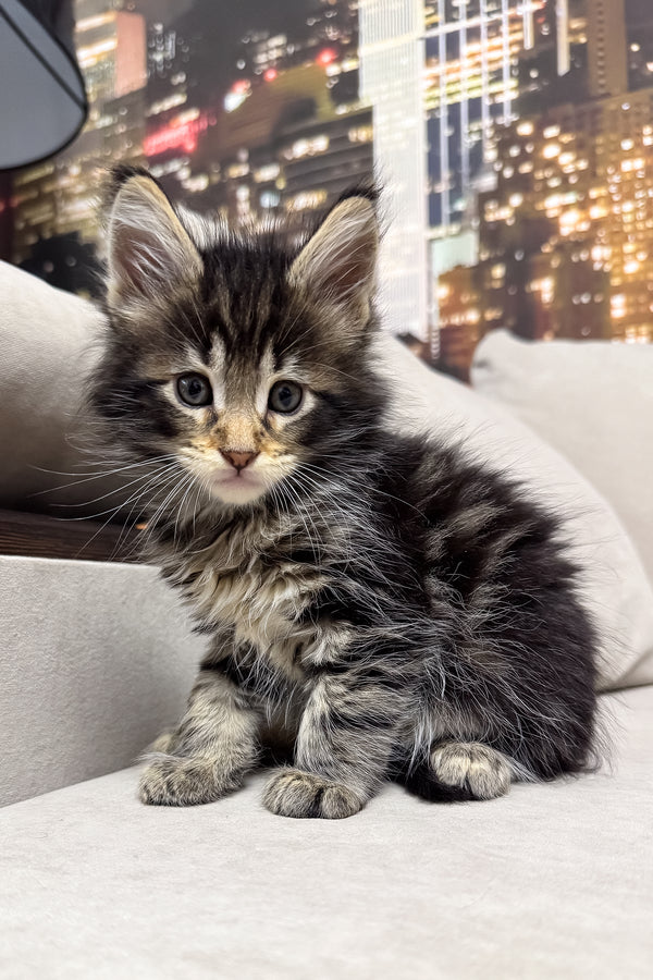 Hunter | Maine Coon Kitten