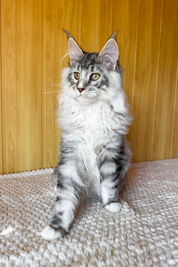 Ian | Maine Coon Kitten