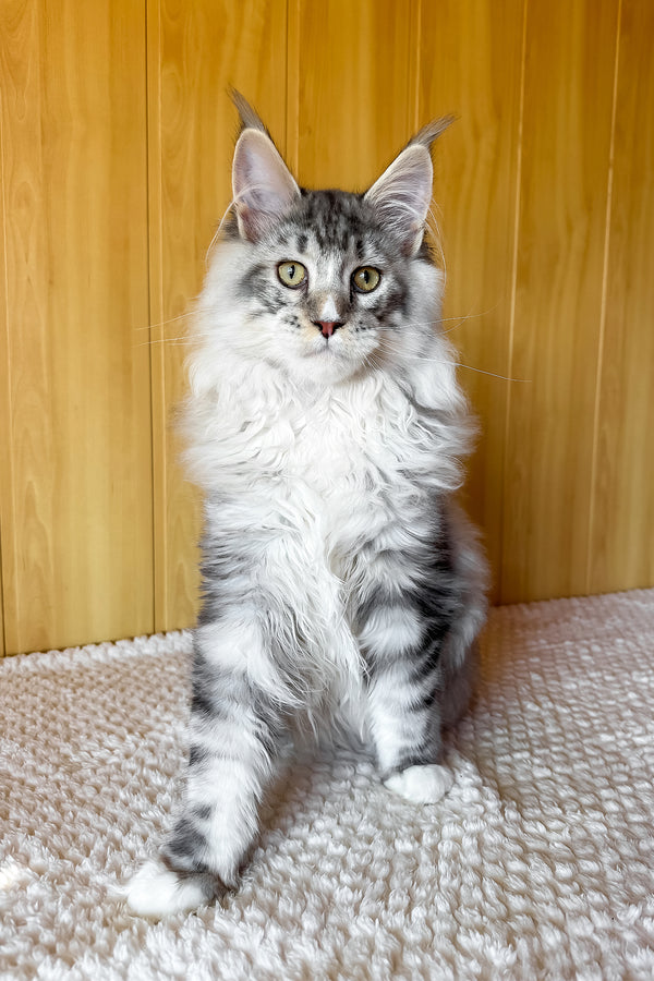 Ian | Maine Coon Kitten