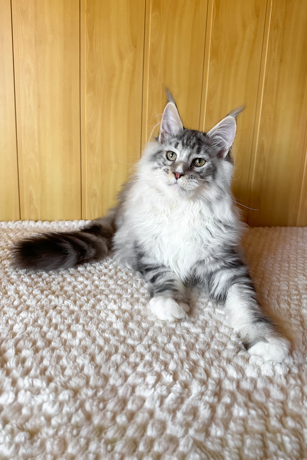 Ian | Maine Coon Kitten