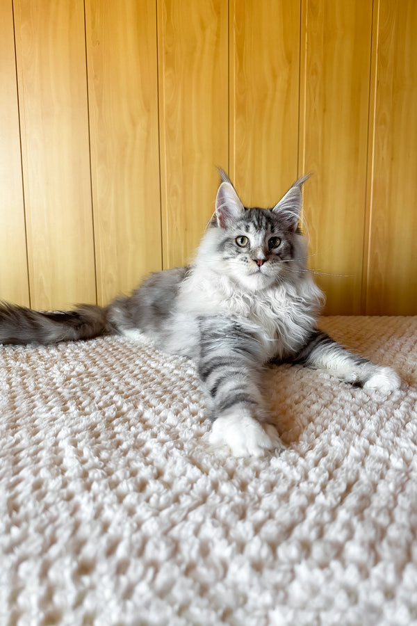 Ian | Maine Coon Kitten