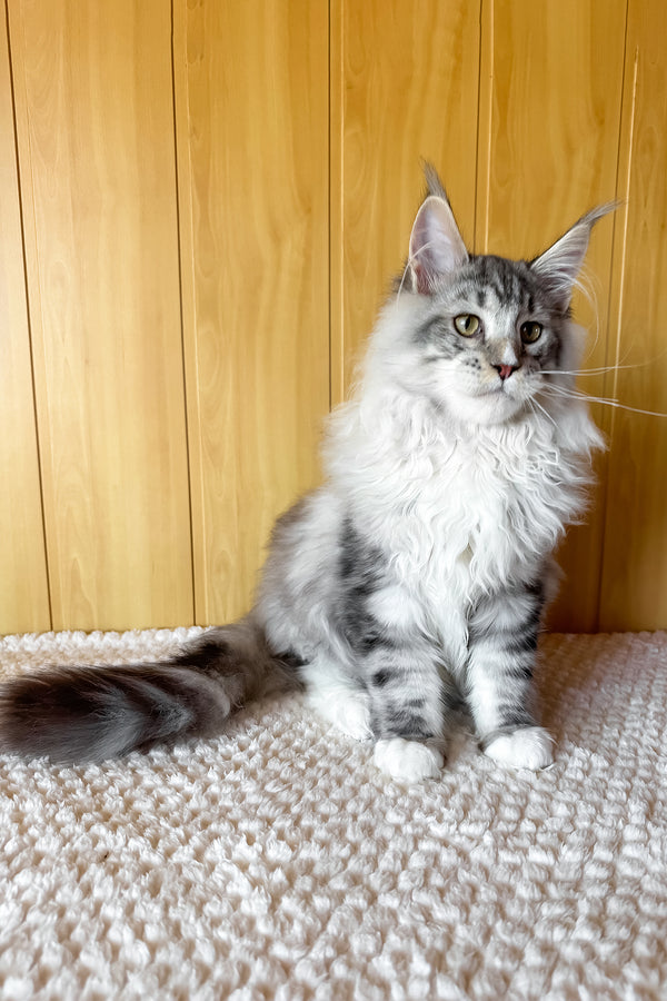 Ian | Maine Coon Kitten