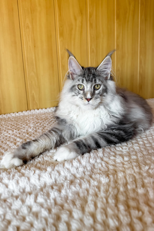 Ian | Maine Coon Kitten