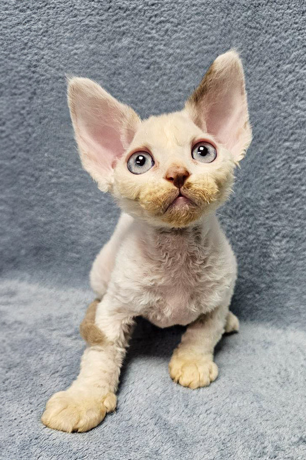 Adorable Icecream: your Perfect Devon Rex Kitten – Purebred Kitties