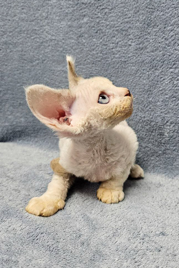 Adorable Icecream: your Perfect Devon Rex Kitten – Purebred Kitties