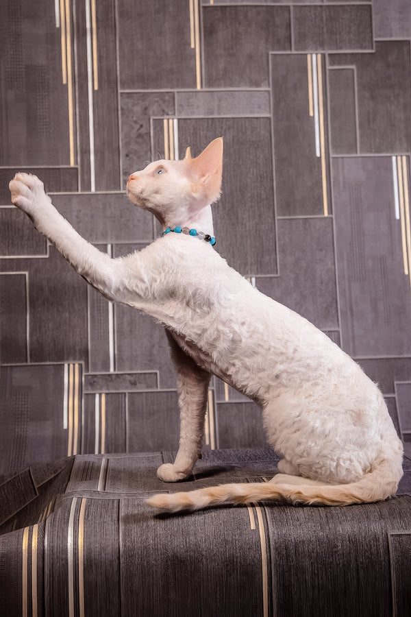 Ice Cream | Devon Rex Kitten