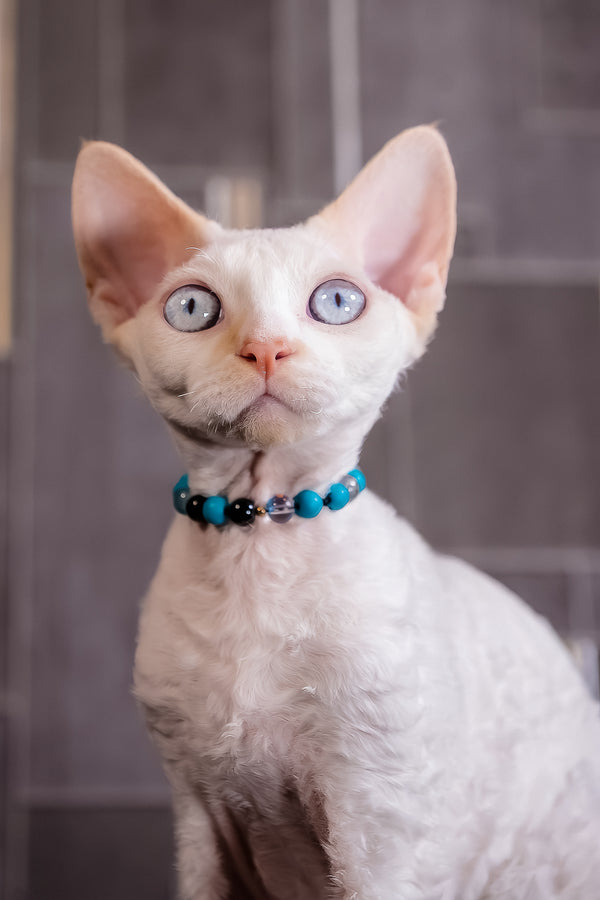 Ice Cream | Devon Rex Kitten
