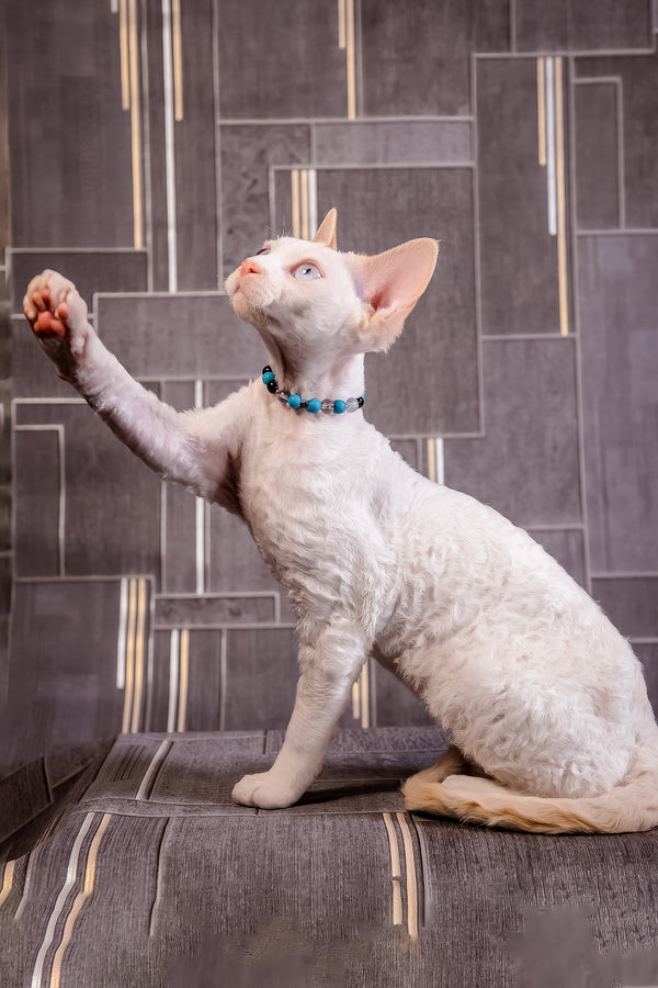 Ice Cream | Devon Rex Kitten