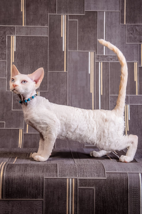 Ice Cream | Devon Rex Kitten