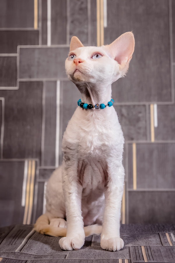 Ice Cream | Devon Rex Kitten