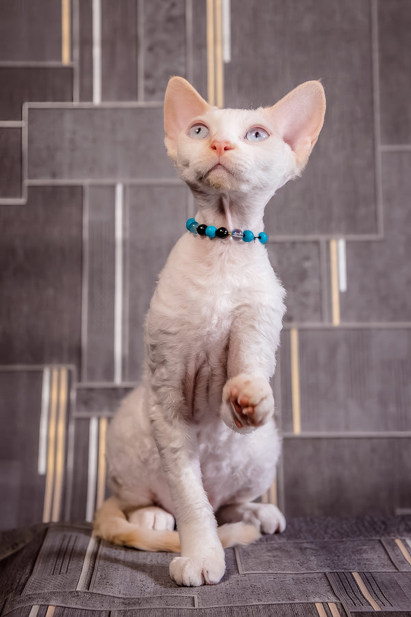 Ice Cream | Devon Rex Kitten