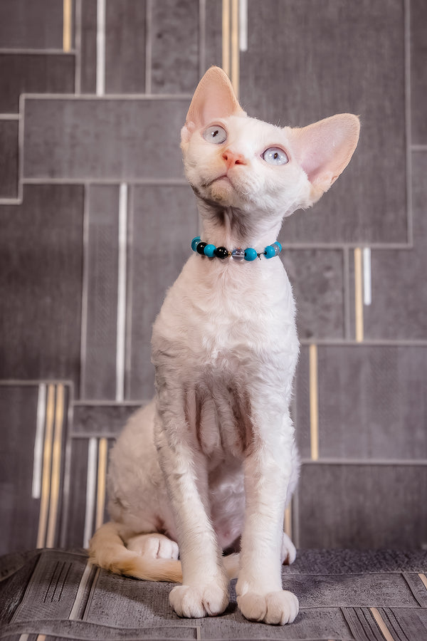 Ice Cream | Devon Rex Kitten