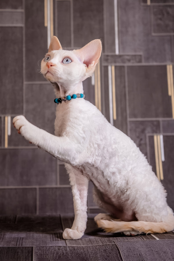 Ice Cream | Devon Rex Kitten