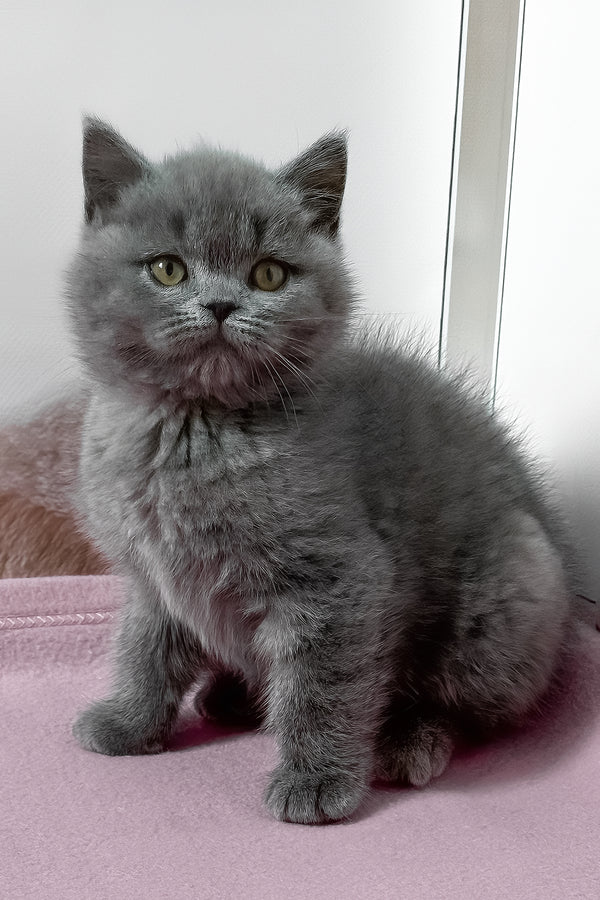 Idolga | British Shorthair Kitten