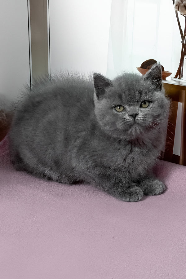 Idolga | British Shorthair Kitten