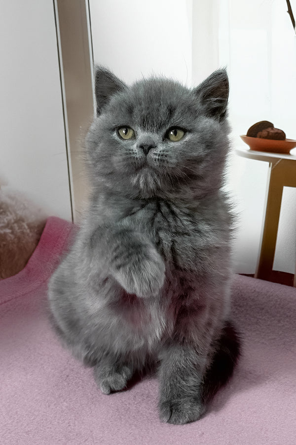 Idolga | British Shorthair Kitten