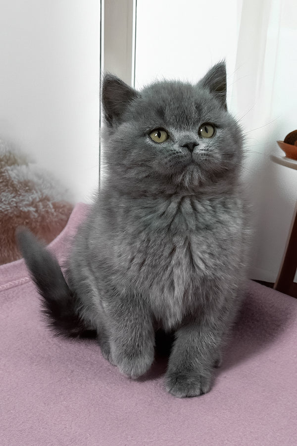 Idolga | British Shorthair Kitten