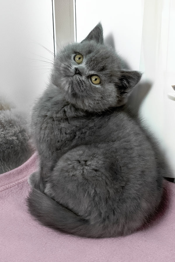 Idolga | British Shorthair Kitten