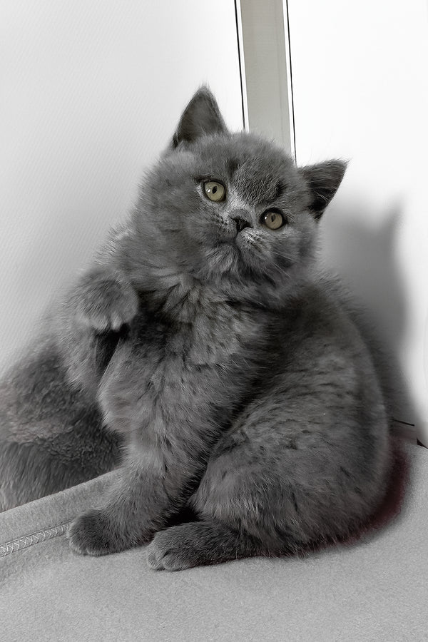 Idolga | British Shorthair Kitten