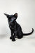 Iikking | Oriental Shorthair Kitten