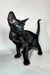 Iikking | Oriental Shorthair Kitten