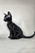 Iikking | Oriental Shorthair Kitten