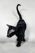 Iikking | Oriental Shorthair Kitten