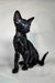 Iikking | Oriental Shorthair Kitten