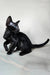 Iikking | Oriental Shorthair Kitten