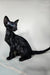 Iikking | Oriental Shorthair Kitten