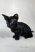 Iikking | Oriental Shorthair Kitten