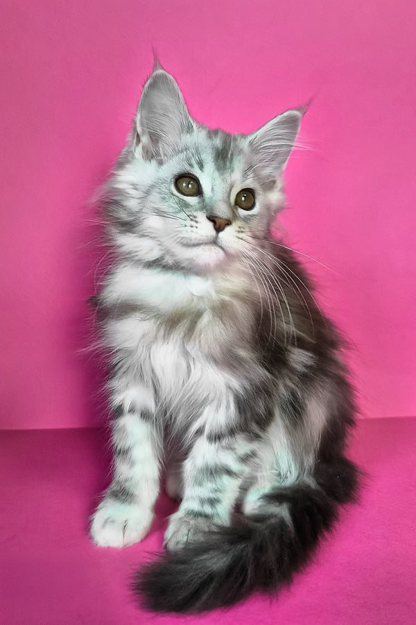 Ikar | Maine Coon Kitten
