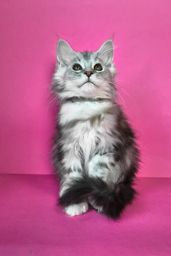 Ikar | Maine Coon Kitten