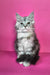 Ikar | Maine Coon Kitten